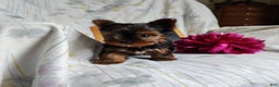 Yorkshire Terrier dogs for sale: Angel - Ad 2