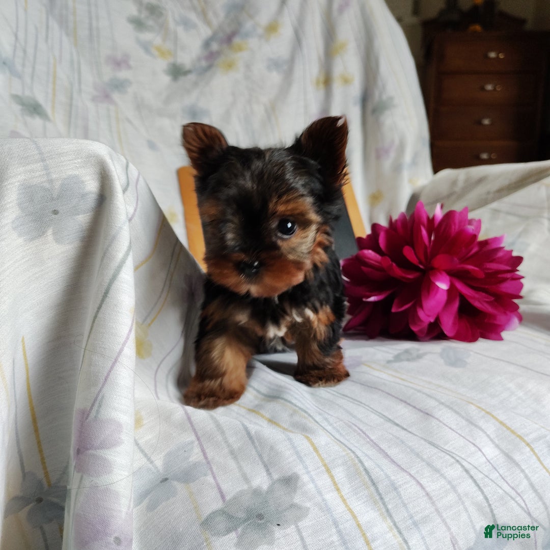 Yorkshire Terrier dogs for sale: Angel - Ad 2