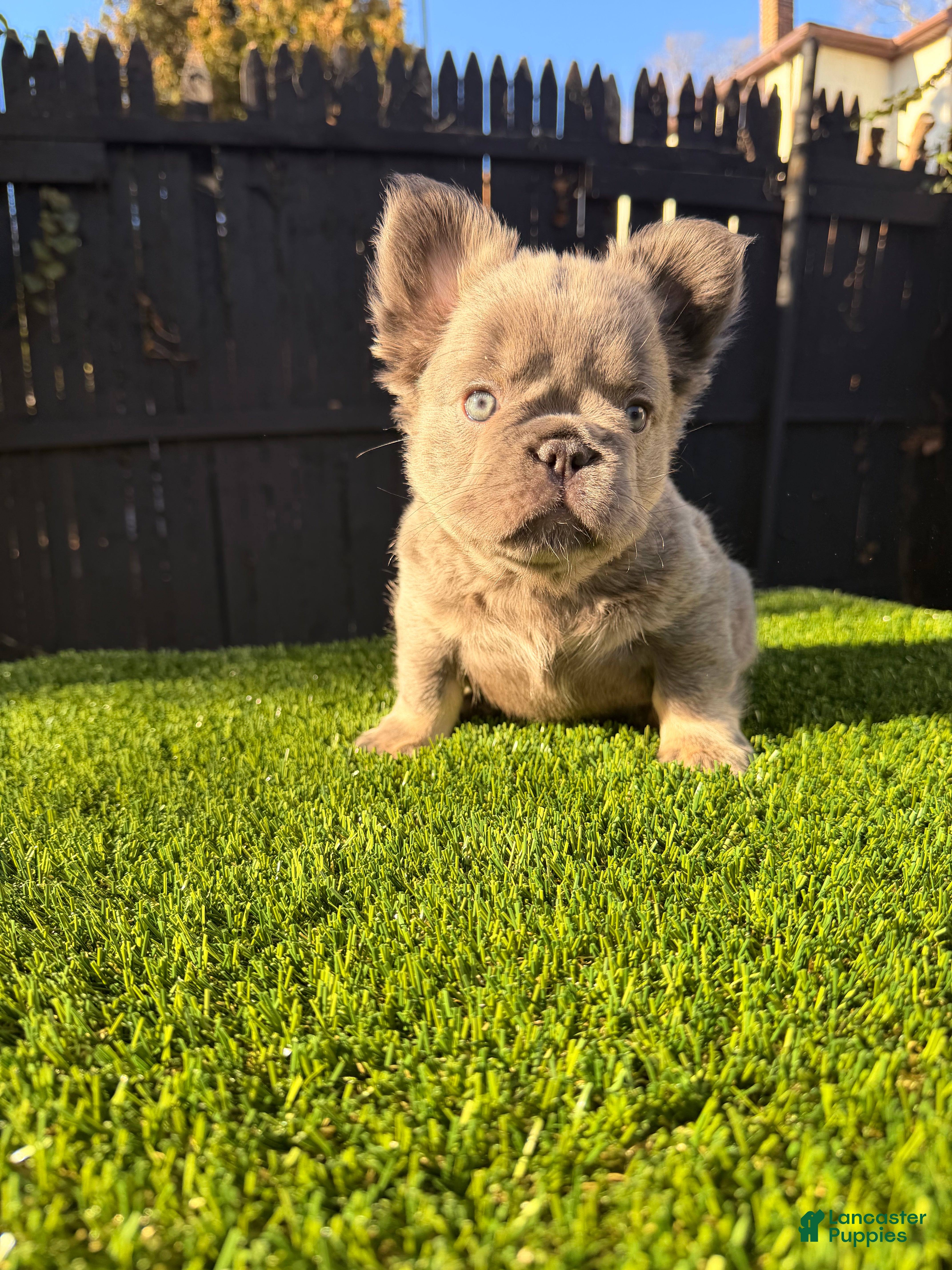 French Bulldog dogs Summer - Ad 12