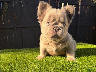 French Bulldog dogs Summer - Ad 26