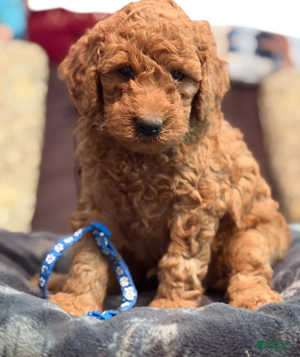 Mini Goldendoodle dogs Mini Goldendoodle 3 blue collar - Ad 2