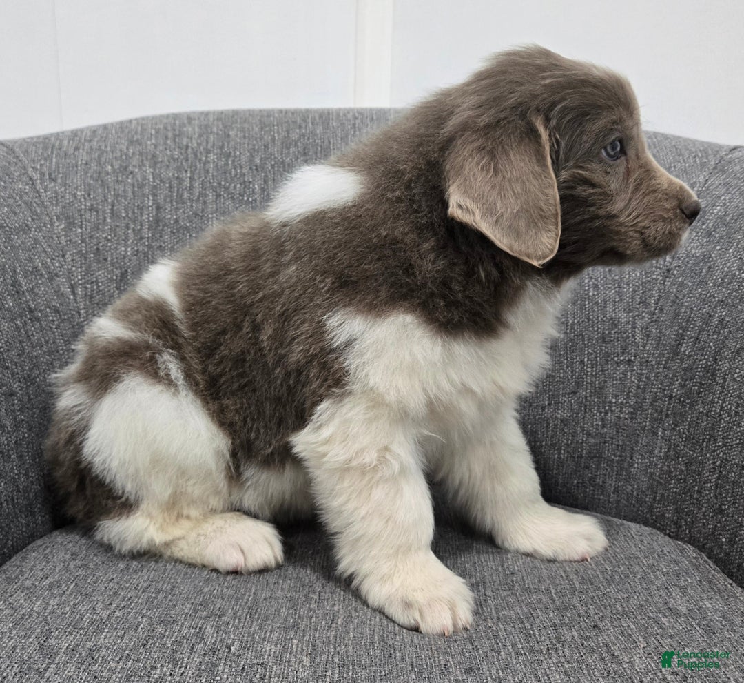 Newfoundland dogs for sale: Betsy - Ad 3