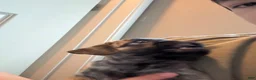 Pug dogs for sale: Brindle pug - Ad 5