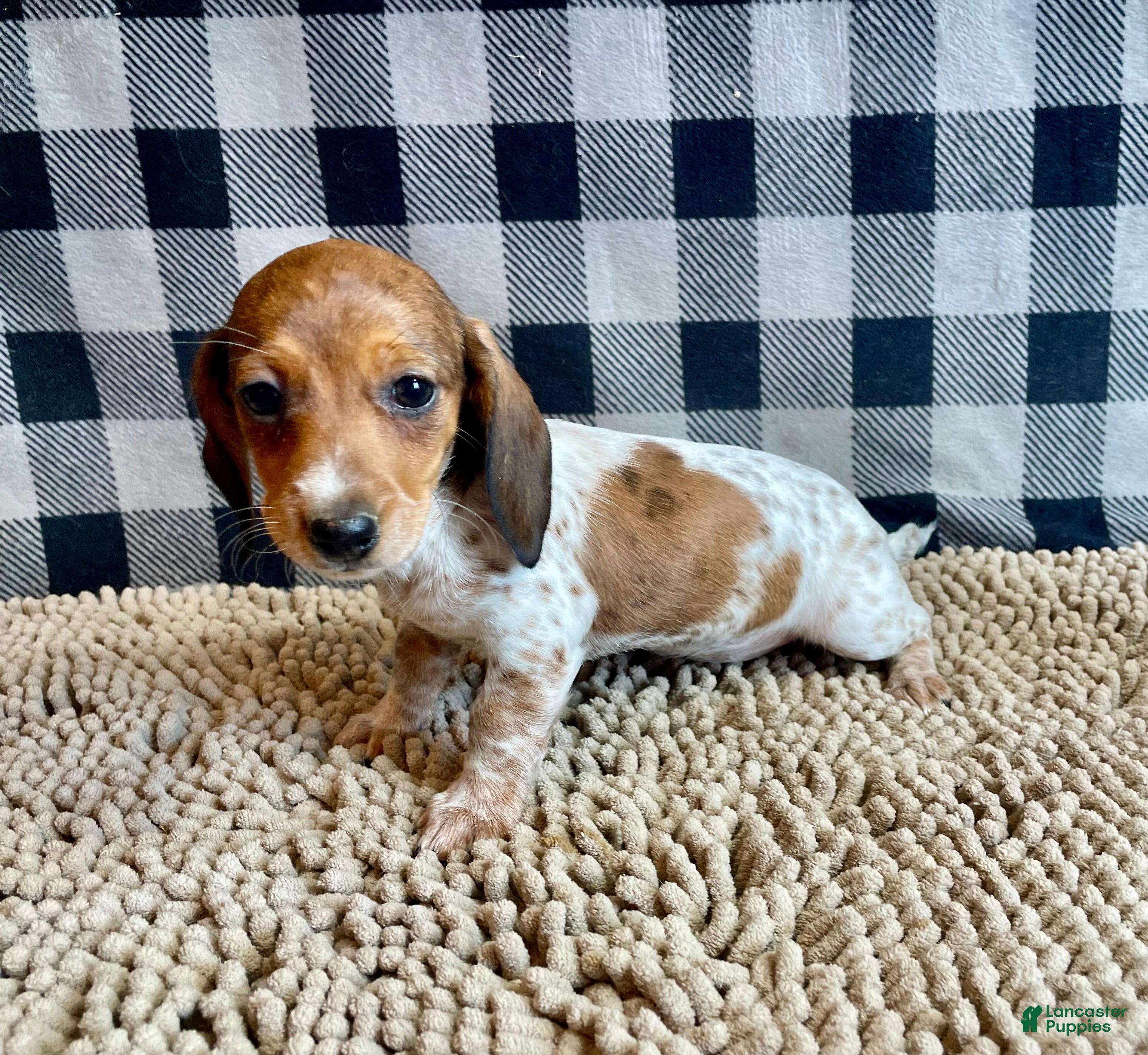 Miniature Dachshund dogs Nellie - Ad 2