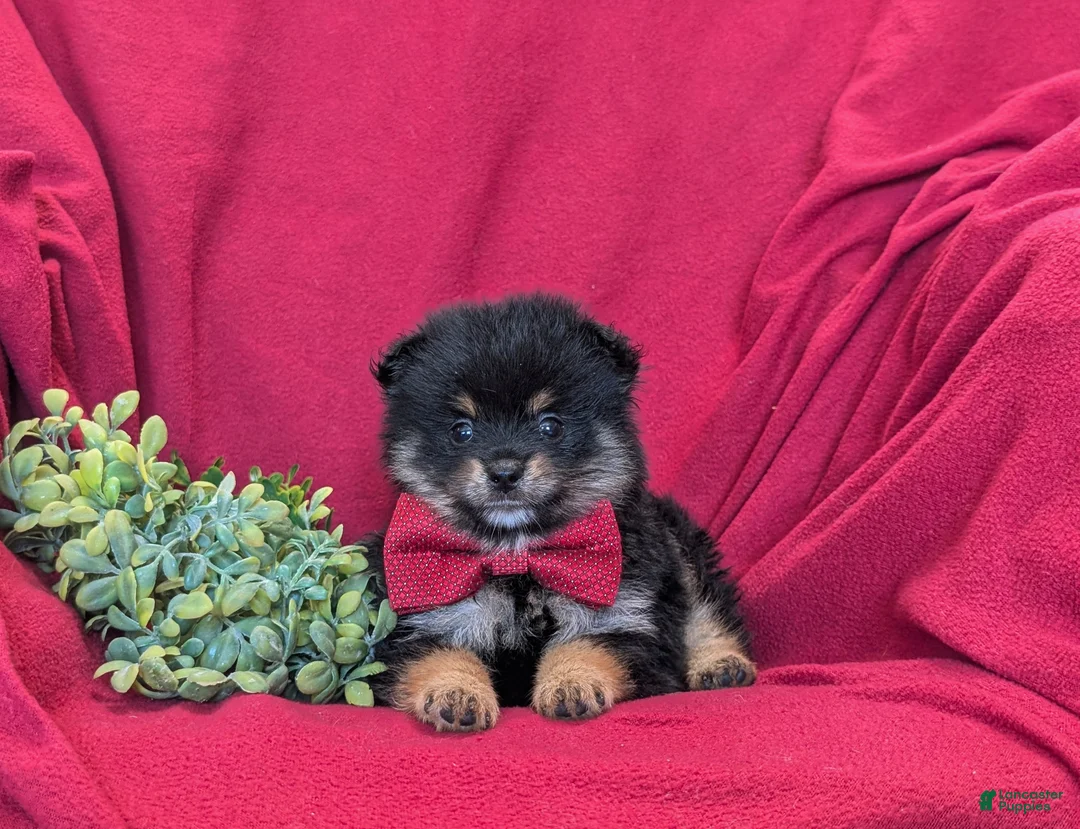 Pomeranian dogs for sale: Bosley - Ad 5