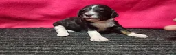 Bernedoodle dogs for sale: June - Ad 1