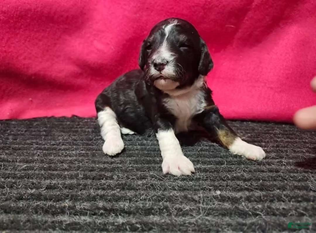 Bernedoodle dogs for sale: June - Ad 1