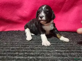 Bernedoodle dogs June - Ad 5