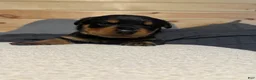 Rottweiler dogs for sale: Koa - Ad 3