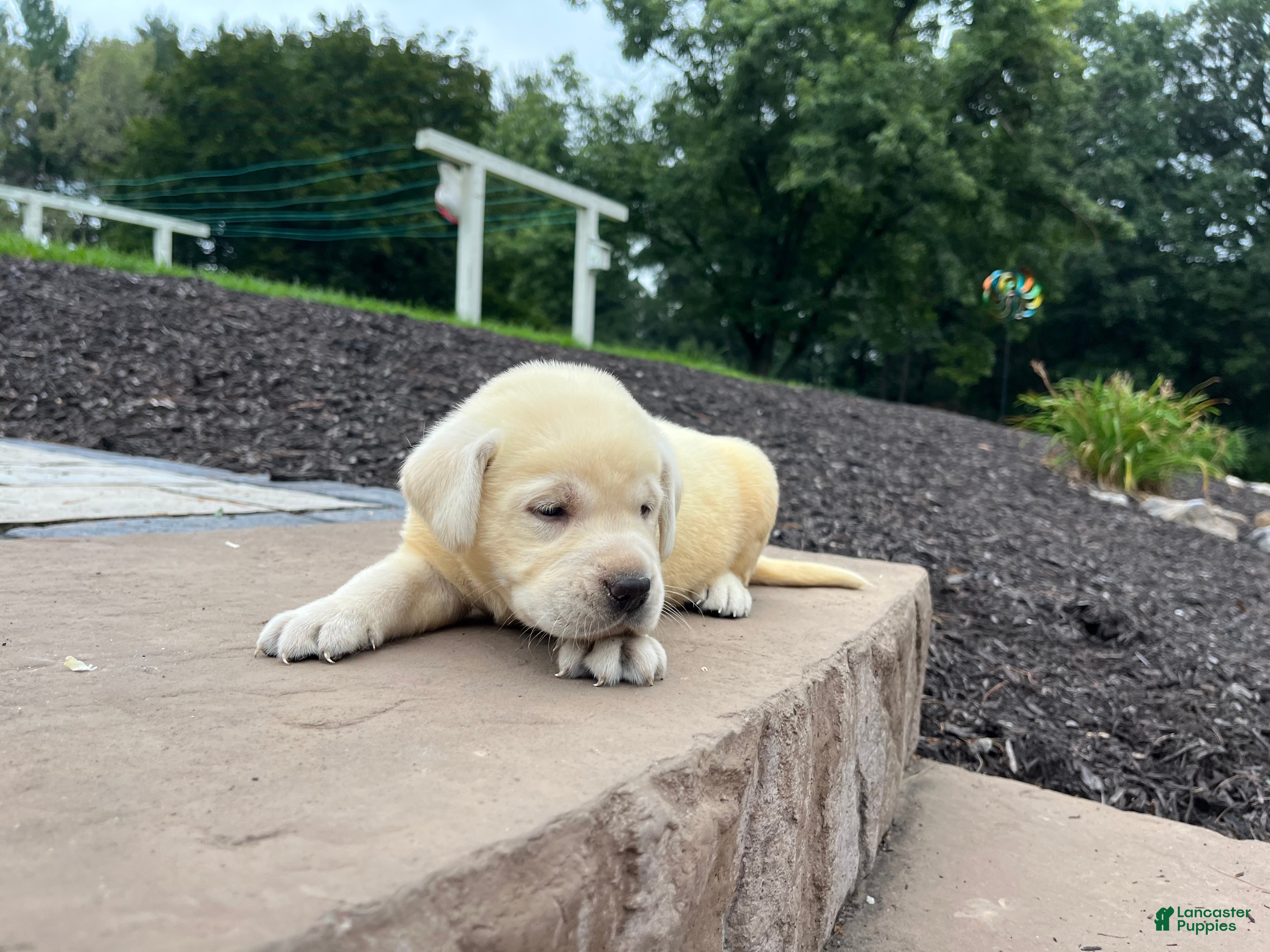 Labrador Retriever dogs Pearl - Ad 2