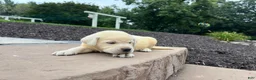 Labrador Retriever dogs for sale: Pearl - Ad 2