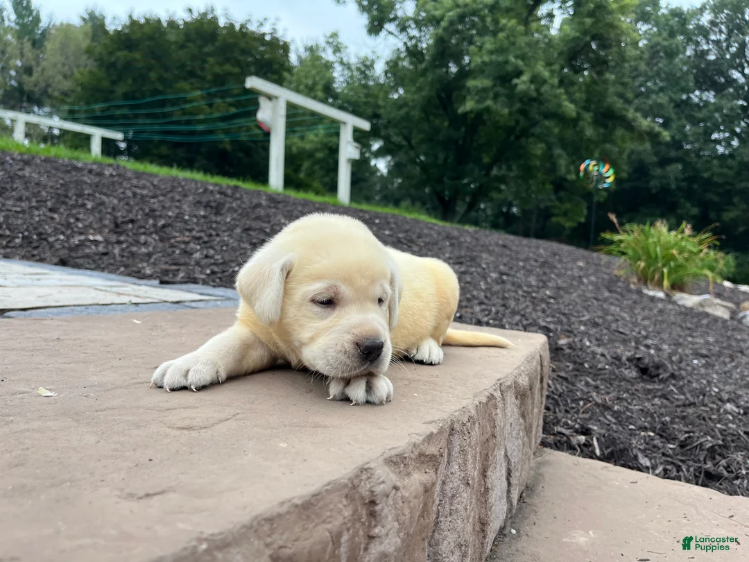 Labrador Retriever dogs for sale: Pearl - Ad 2