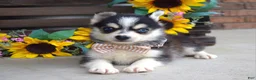 Pomsky dogs for sale: Paxton - Ad 5