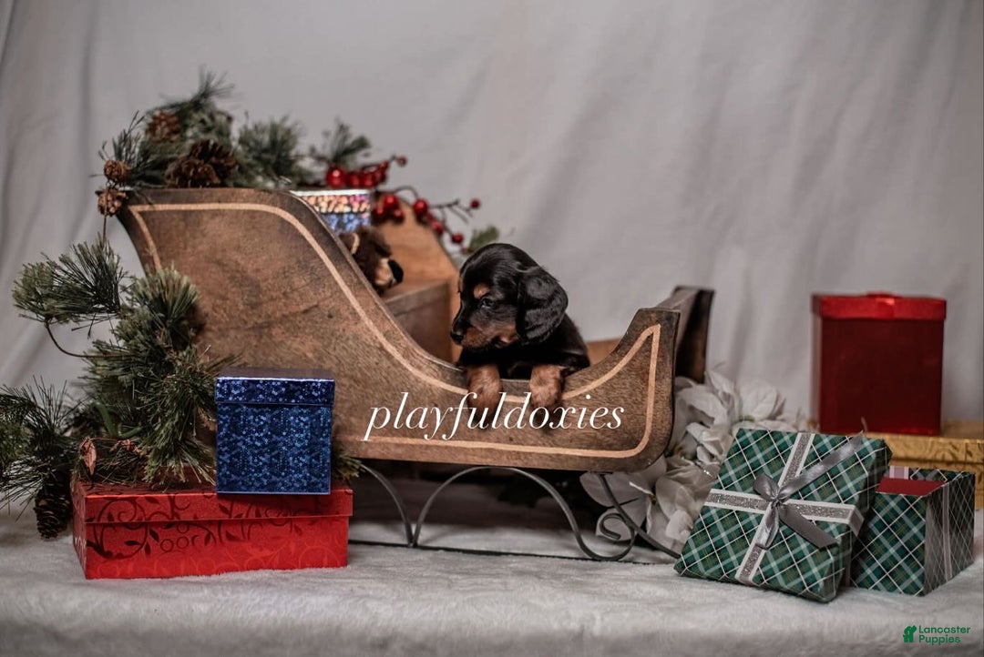 Miniature Dachshund dogs for sale: Red Collar Black & Tan Dachshund Puppy - Ad 10