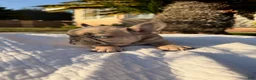 French Bulldog dogs for sale: Lilly - Ad 2
