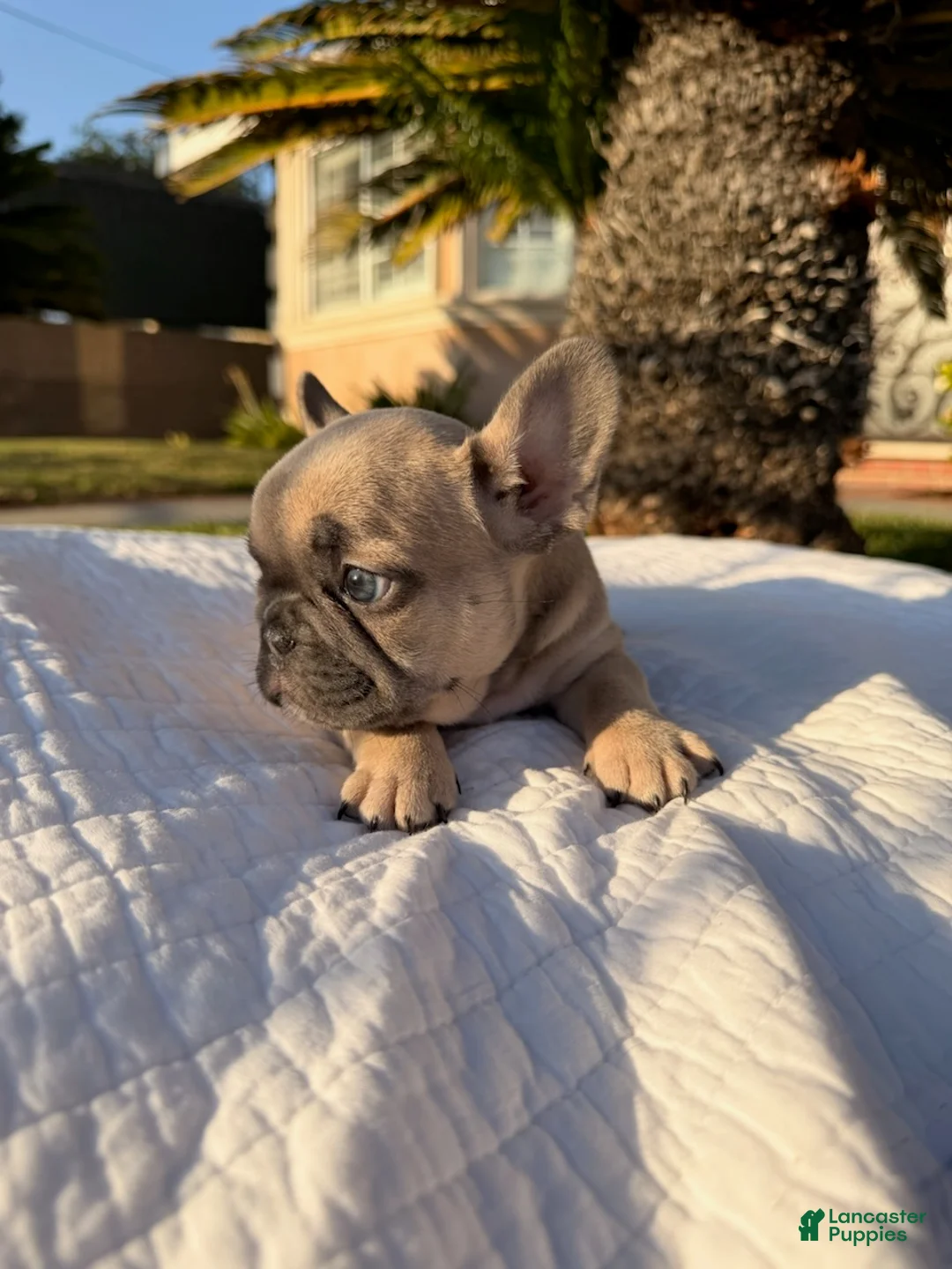 French Bulldog dogs for sale: Lilly - Ad 2