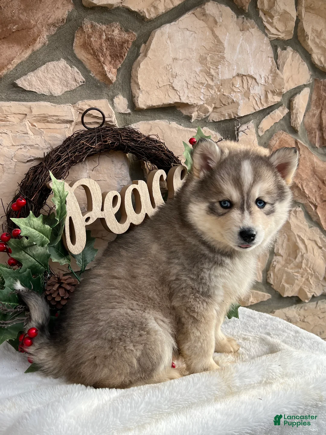 Pomsky dogs for sale: Holly - Ad 5