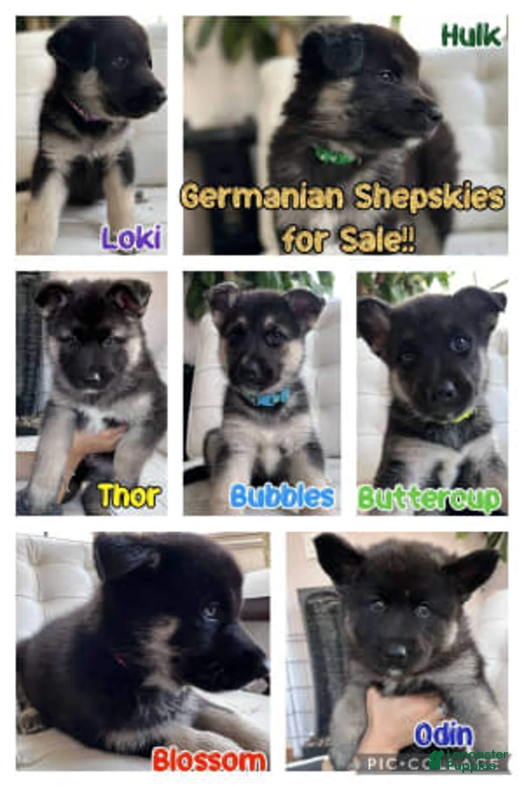 Gallery Image {{count}}