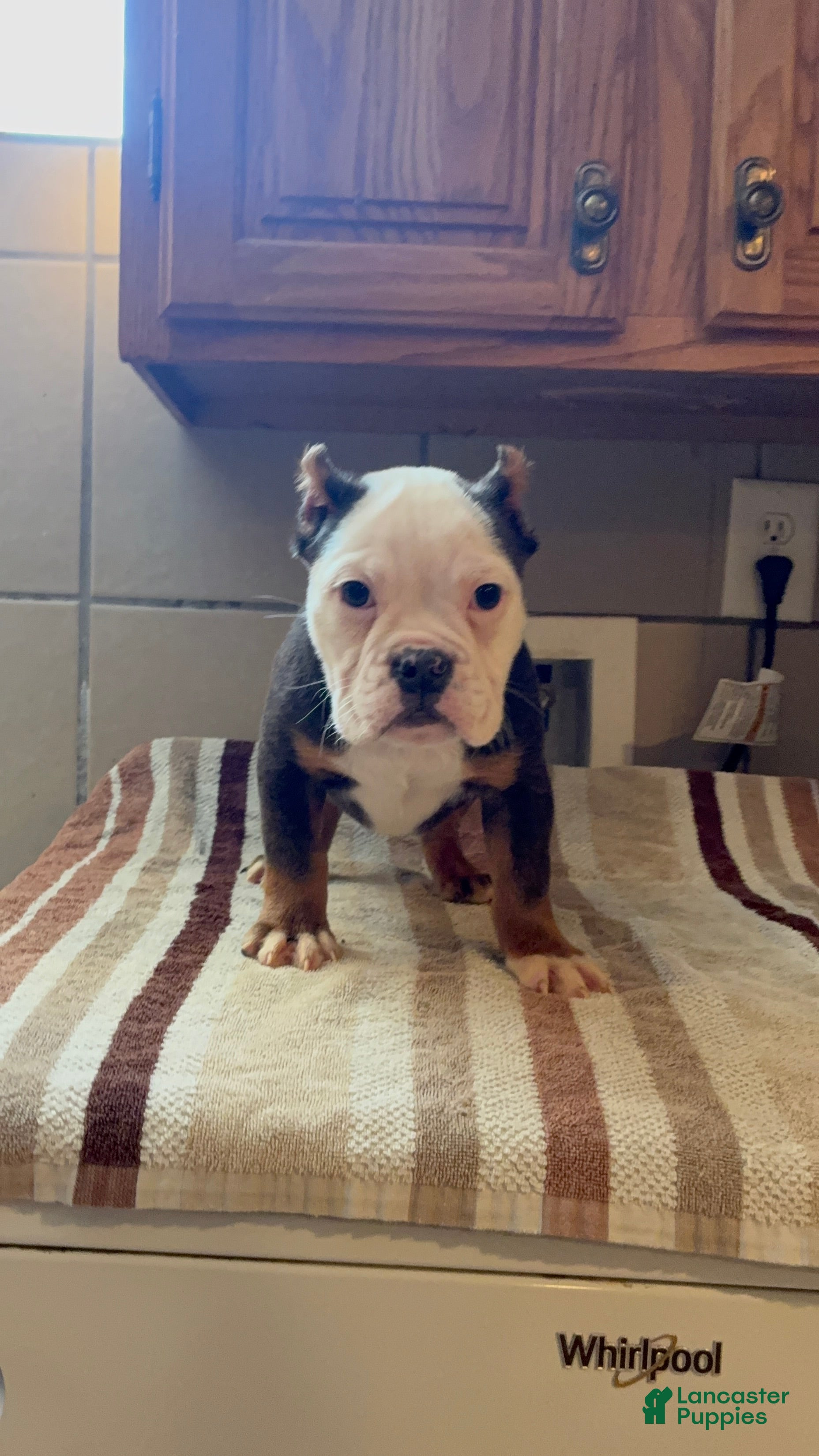 Mixed Breed dogs Turbo Merle blue eyes - Ad 2