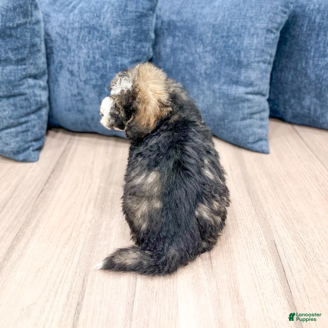 Mini Bernedoodle dogs for sale: Henry - Ad 6