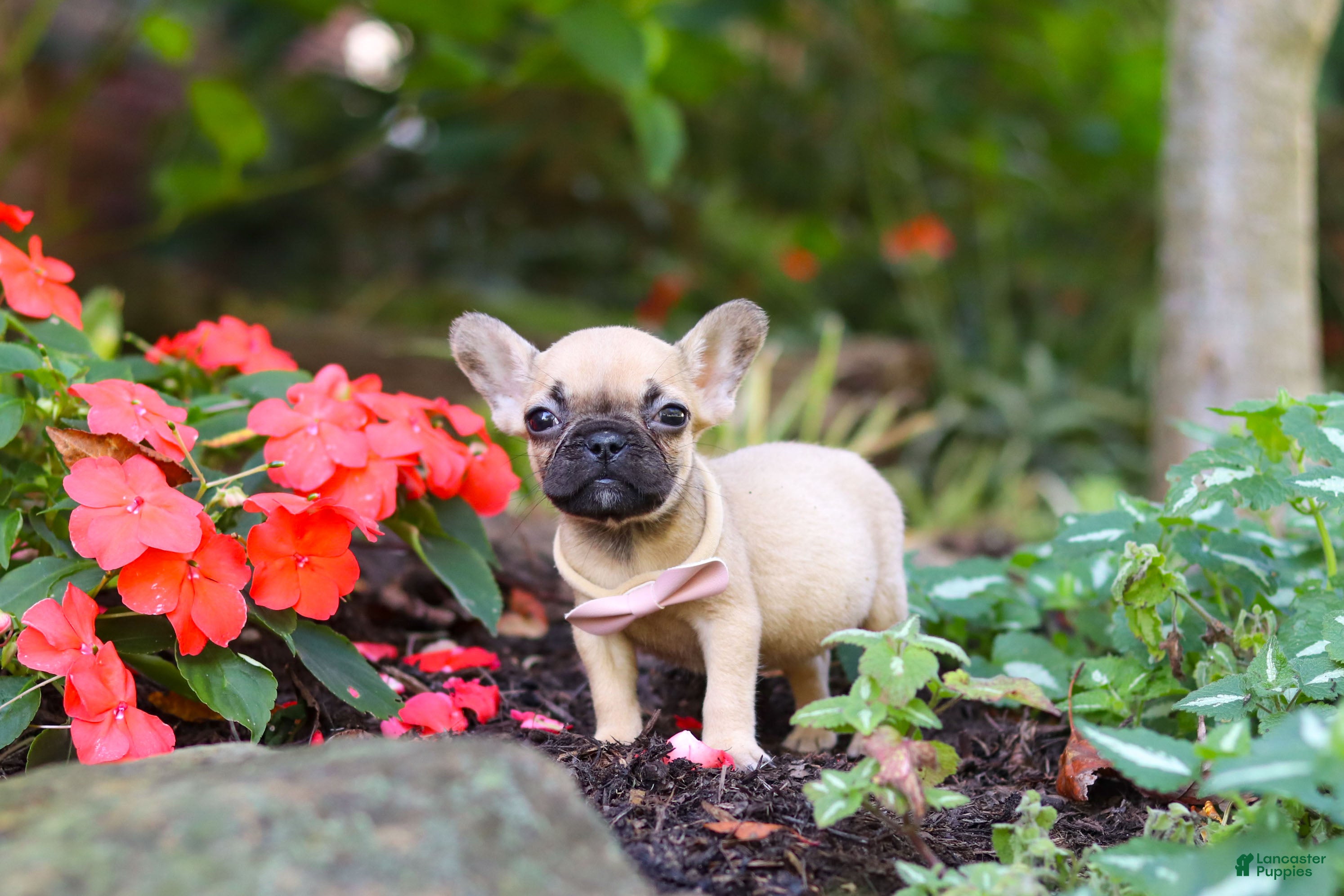 French Bulldog dogs for sale: Brielle - Ad 1