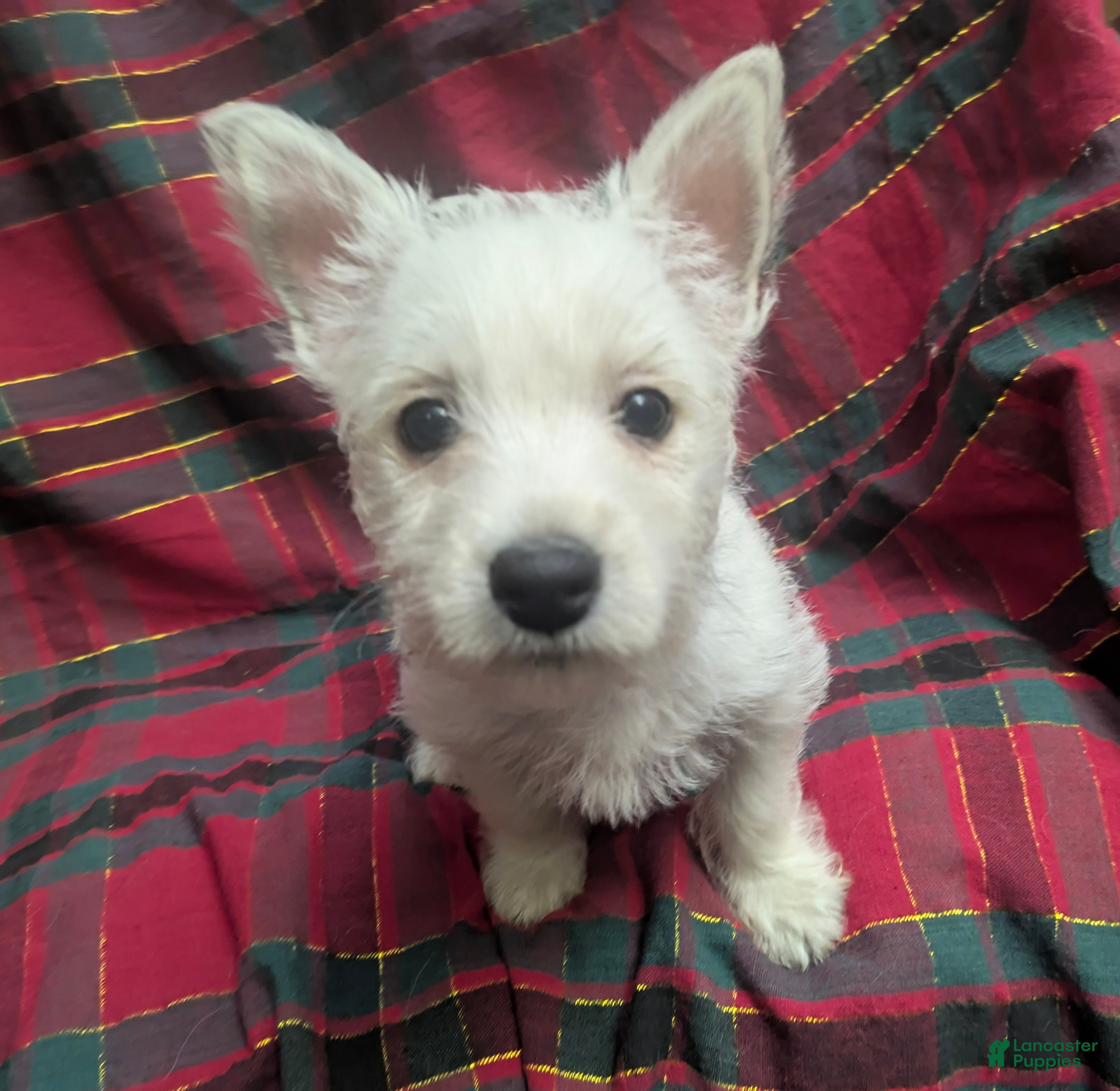 West Highland Terrier dogs Snow Baby - Ad 2