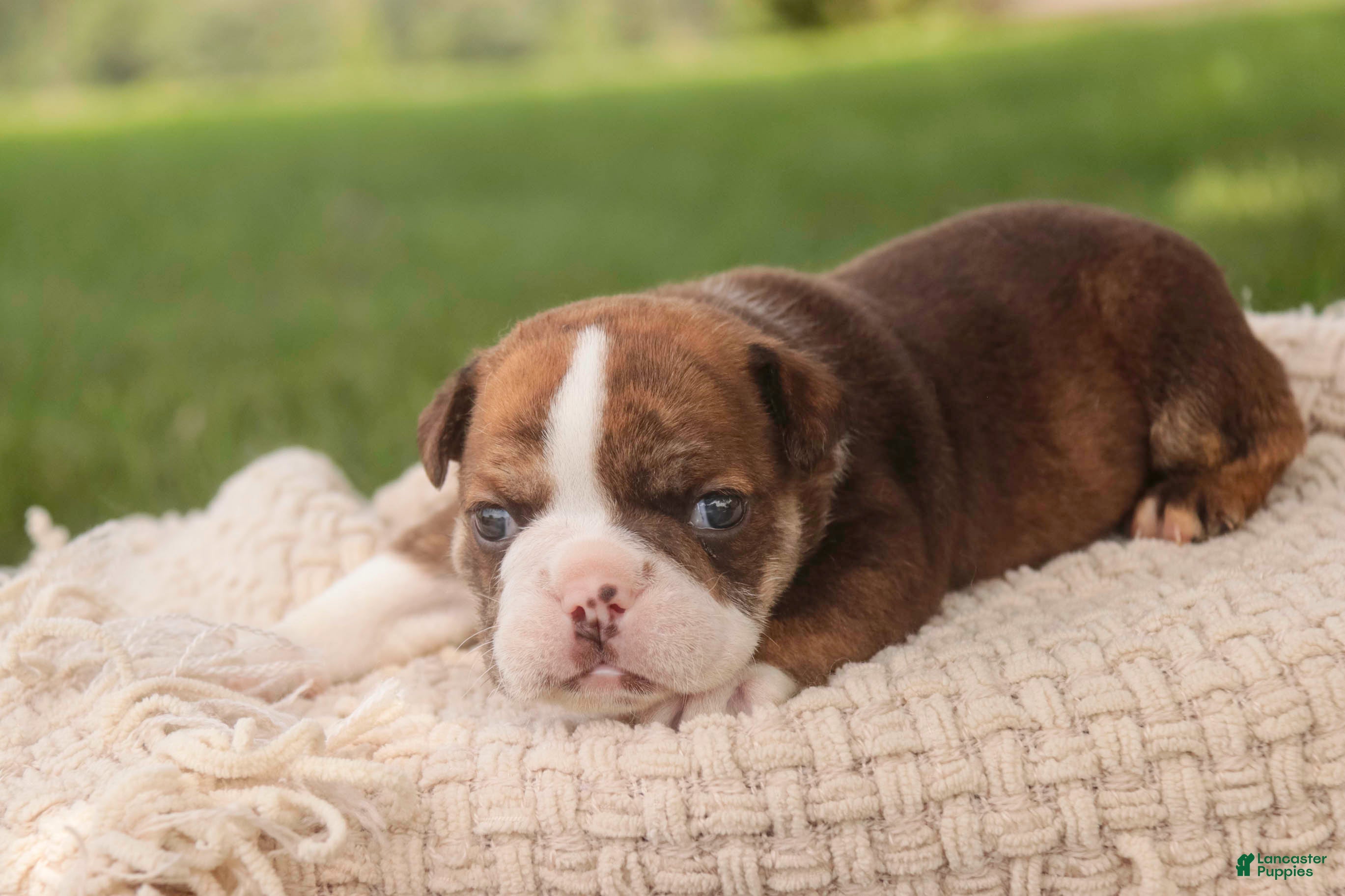 English Bulldog dogs Raelynn English Bulldog  - Ad 2