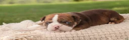 English Bulldog dogs for sale: Raelynn English Bulldog  - Ad 5