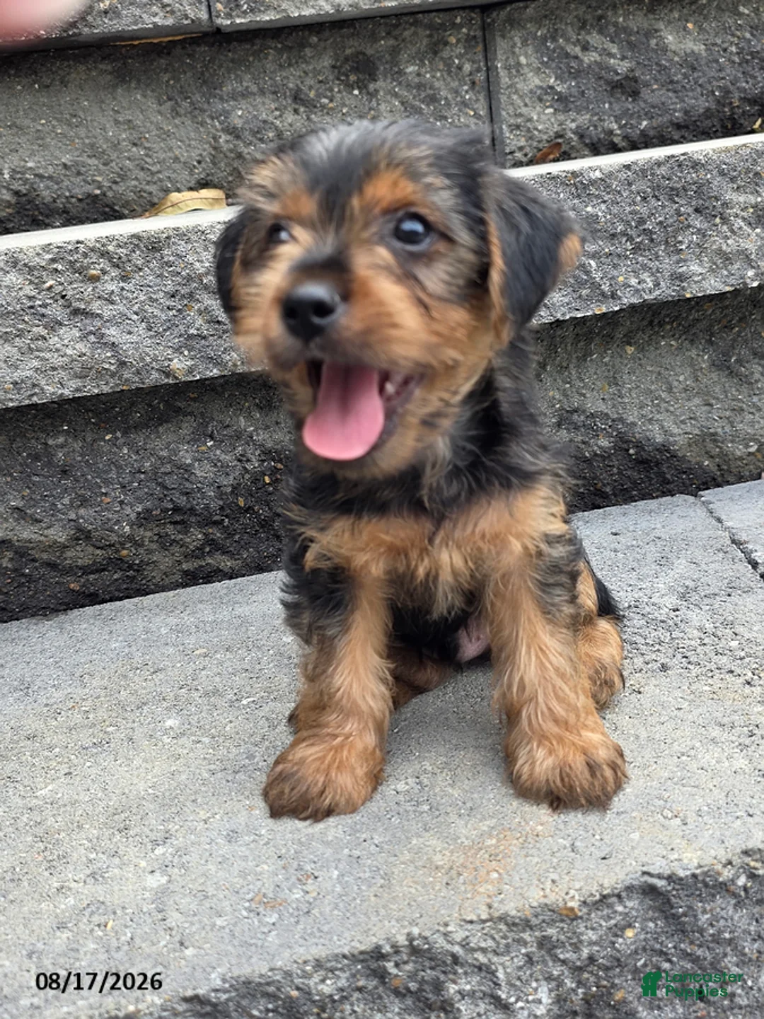 Yorkshire Terrier dogs for sale: Snoppy - Ad 3