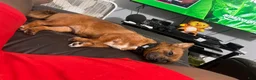 Mixed Breed dogs for sale: Stella - Ad 5