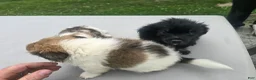 Pomchi dogs for sale: Lucy - Ad 17