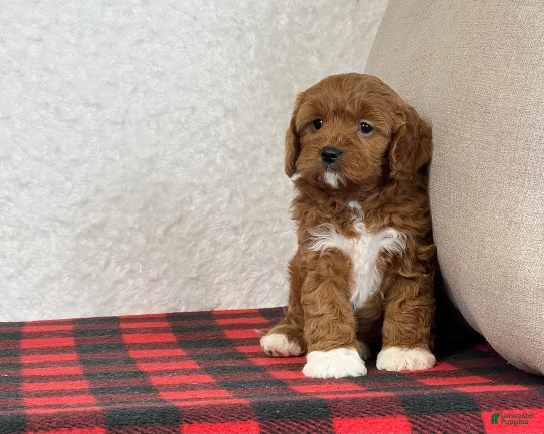 Cavapoo dogs for sale: Cupid - Ad 1