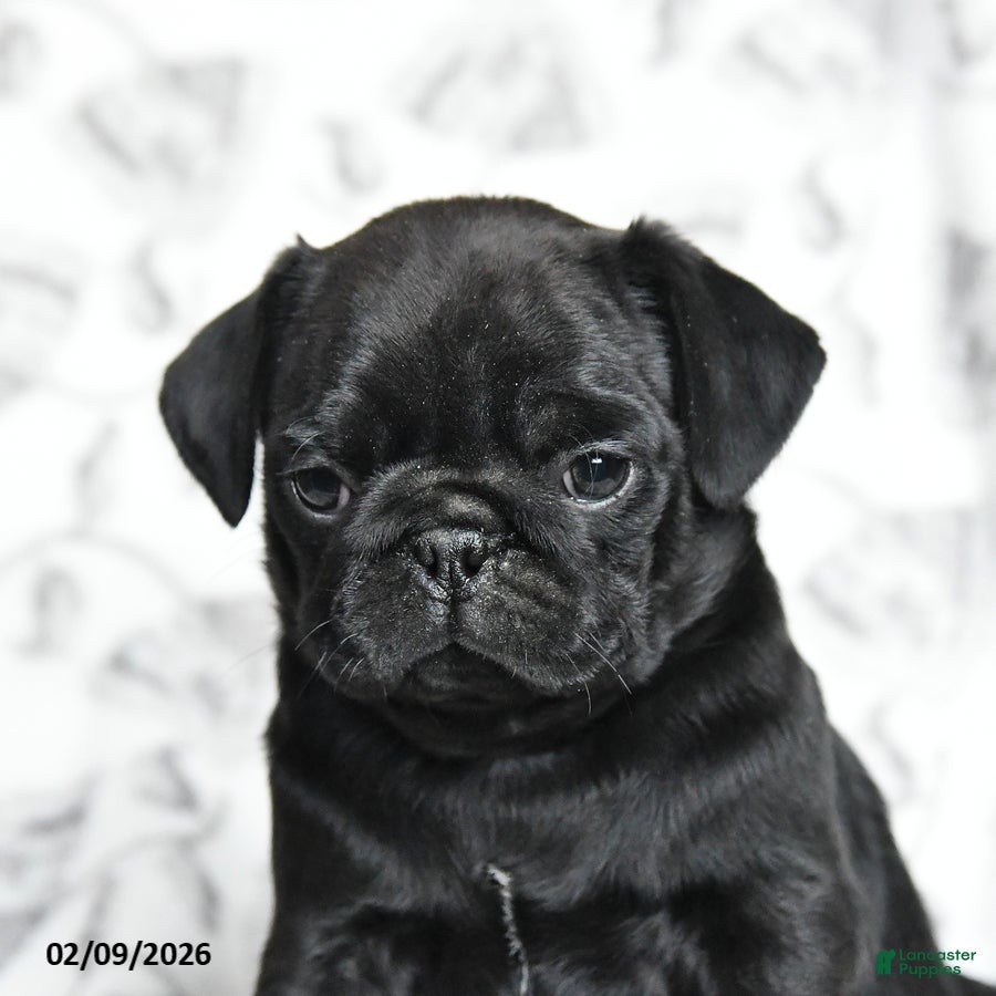 Pug dogs Raisin - Ad 2