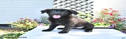 Golden Shepherd dogs for sale: Raisin - Ad 5