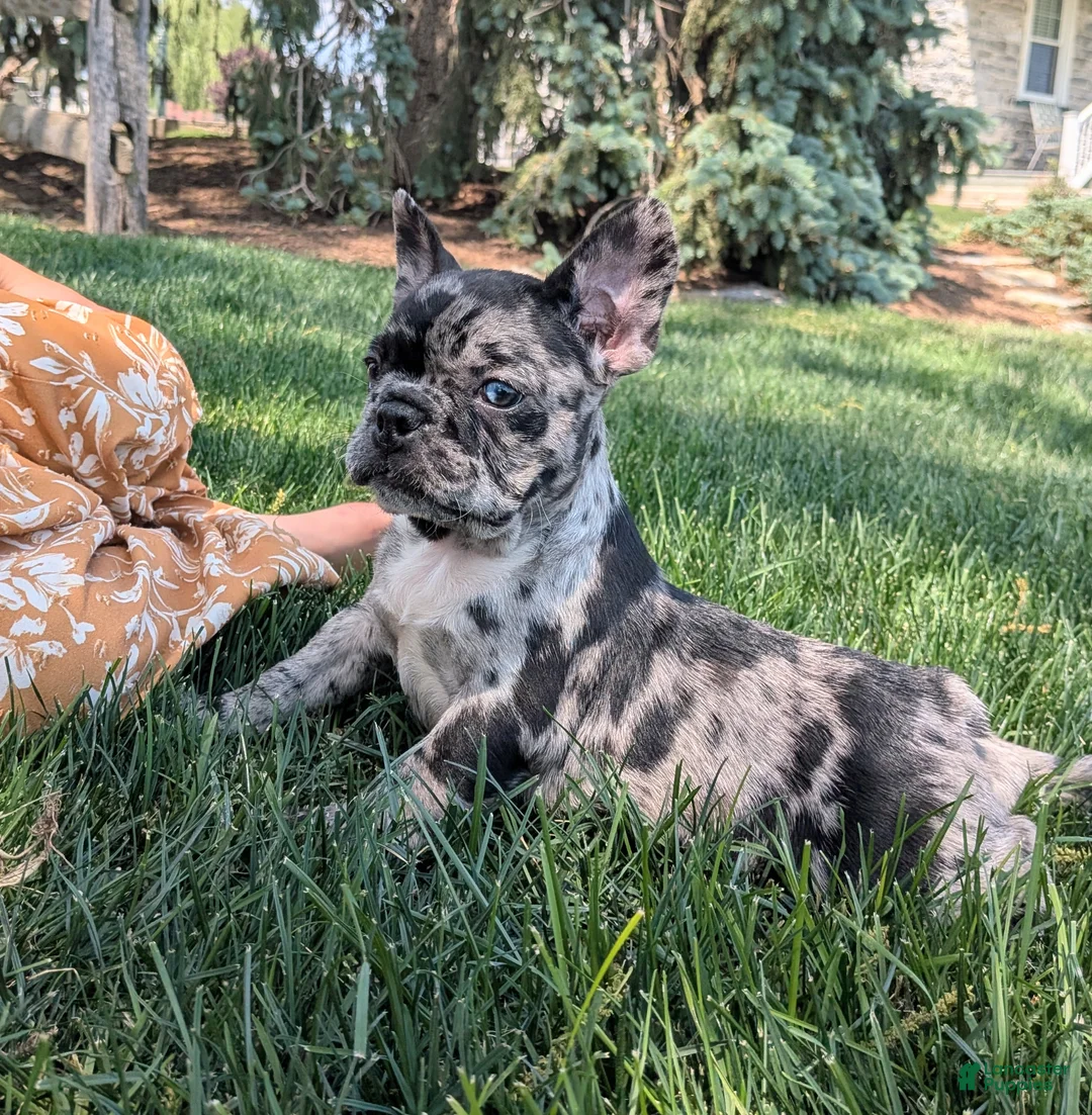 Frenchton dogs for sale: Frenchton Puppy 3 - Ad 2