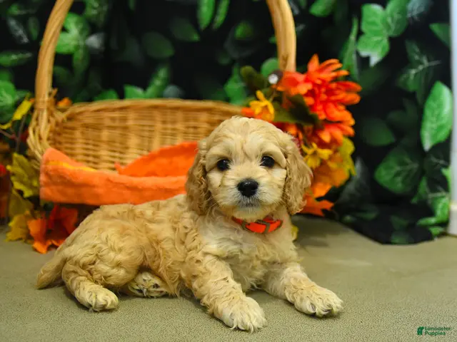 Cockapoo dogs Stormy - Ad 1