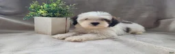 Lhasapoo dogs for sale: Little PiraTess - Ad 9