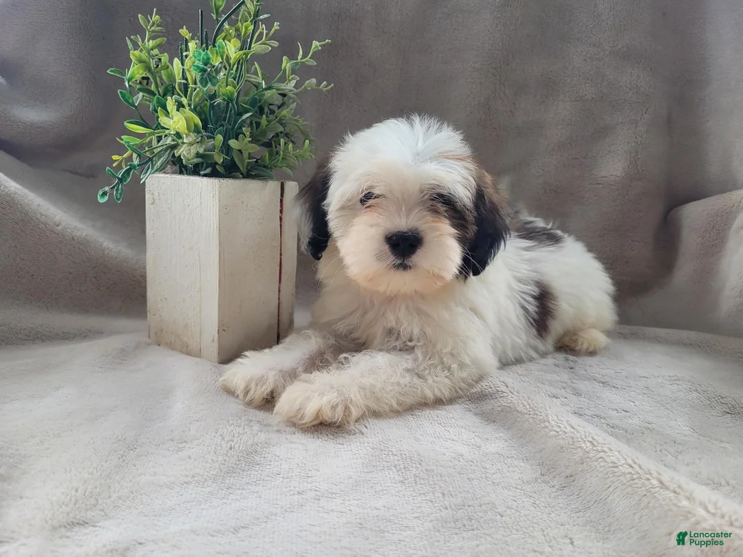 Lhasapoo dogs for sale: Little PiraTess - Ad 9