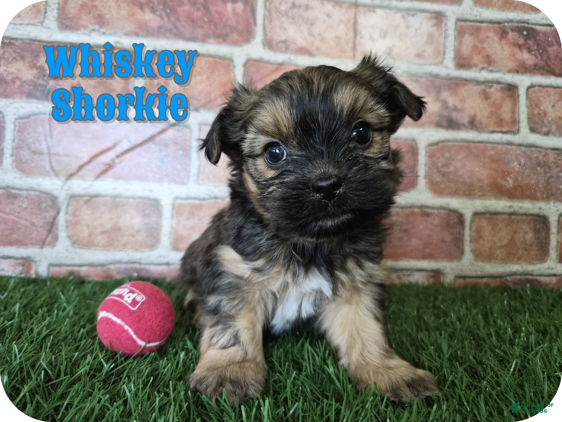 Shorkie dogs Whiskey - Ad 1
