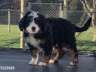 Mini Bernedoodle dogs - Ad 30
