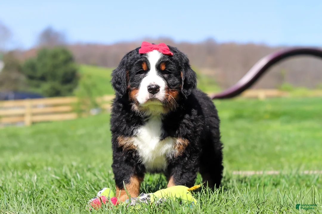Bernese Mountain Dog dogs for sale: Florence - Ad 2