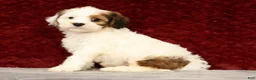 Cavapoo dogs for sale: Kendall - Ad 5