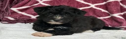 Yochon dogs for sale: Dixie - Ad 4