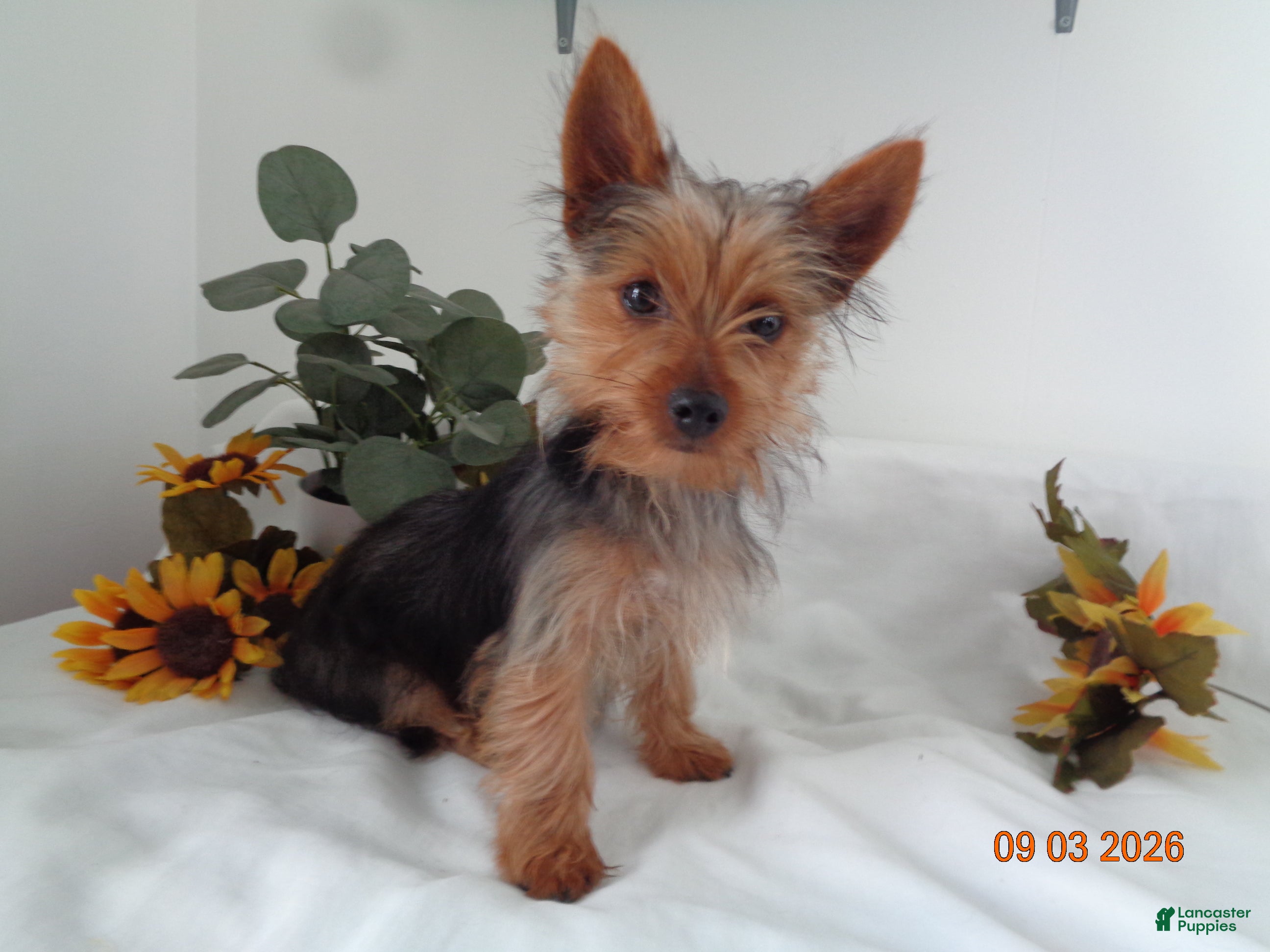 Yorkshire Terrier dogs Rex - Ad 2