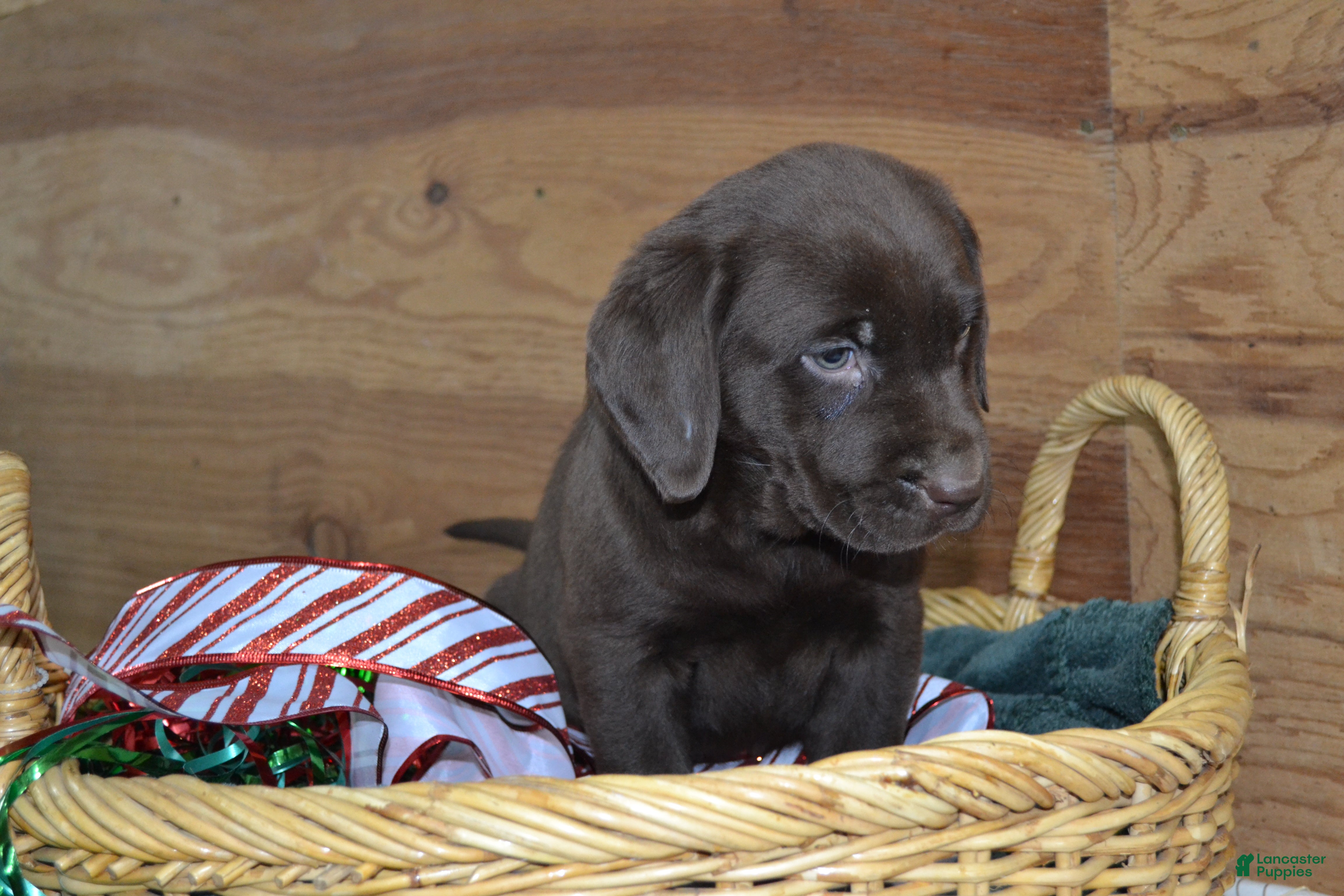 Labrador Retriever dogs Mutch - Ad 4