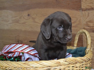 Labrador Retriever dogs Mutch - Ad 13