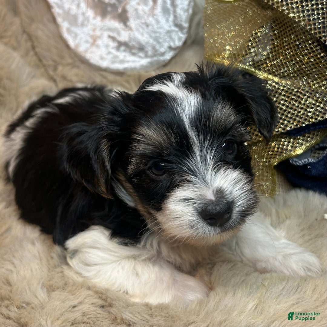 Mixed Breed dogs for sale: Dylan  - Ad 2