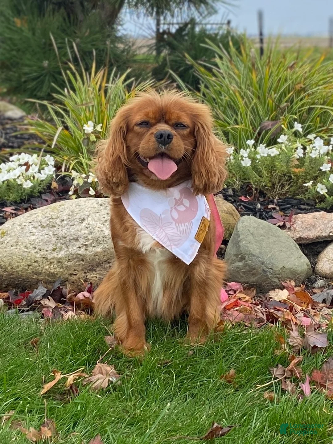 Cavapoo dogs for sale: Blossom Cavapoo Puppy  - Ad 5