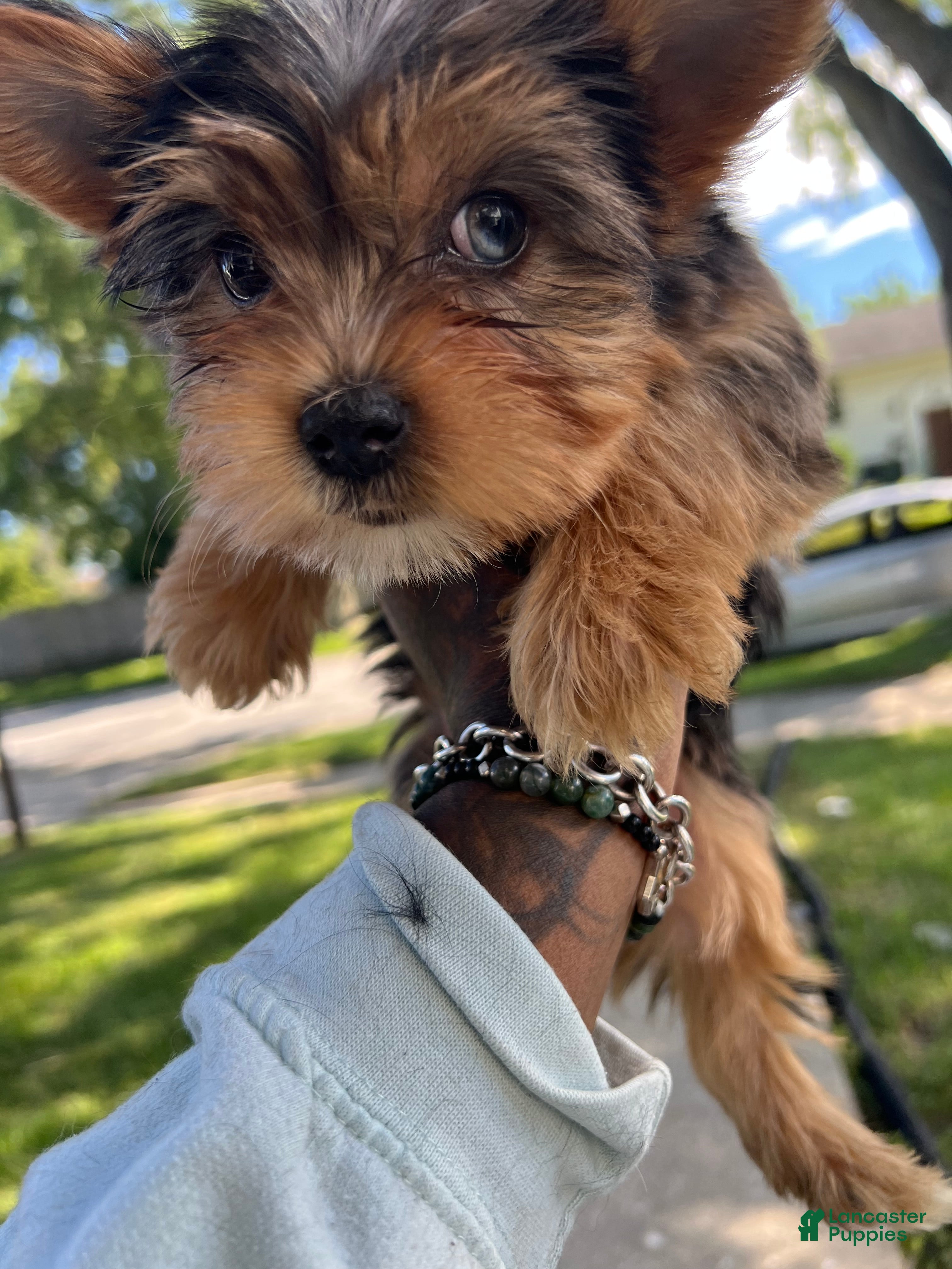 Yorkshire Terrier dogs Yorkshire Terrier 2 - Ad 1