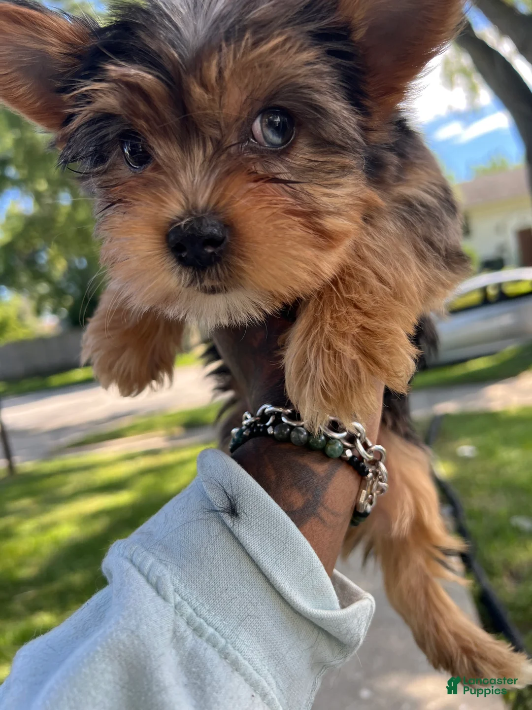 Yorkshire Terrier dogs for sale: Yorkshire Terrier 2 - Ad 1